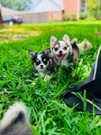 Chihuahua puppies Teacups & Tiny Toys