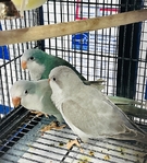 Baby Quaker Parrots - Many Colors