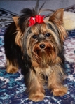 Tiny little AKC Yorkie Female Puppies