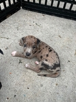 Doberman mix pitbull XL puppy