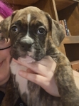 Boxer Puppies