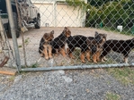 German SHepherd Puppies