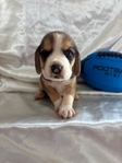 Beagle puppies AKC