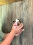 Australian shepherd’s