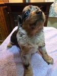 Miniature Australian Shepherd / Dachshund Puppies