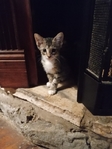Kittens