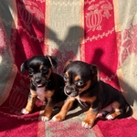 Chiweenies babies
