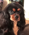 Cavalier King Charles Spaniel