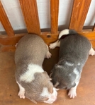 Beagle Puppies AKC