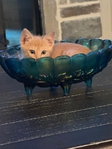 Free male kitten