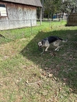 German shepherd FREE