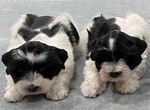 Toy-mini Schnauzer Pups for Sale