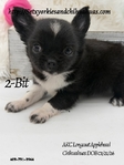 AKC Applehead Longcoat Chihuahuas