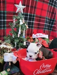 Miniature Boston Terrier Puppies!
Perfect for Christmas!!
