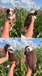 Australian shepherd’s