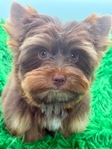 AKC Mini Male Chocolate & Tan Yorkie