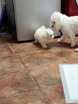 Maltipoo Puppies for sale - Fluffy, Adorable & Family - Raised