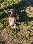 Free Beagle male 6 year old