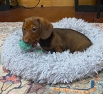 CKC MINI DACHSHUND FEMALE