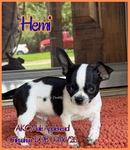 AKC Male Applehead Chihuahuas