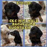 CKC MINI DACHSHUND MALE PUPPY