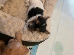 DESIGNER YORKIES