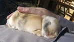 25% Off TAMUK Rabbits
