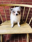 Pomeranian puppies 2 blue Merle Males