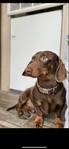 Full-blooded male dachshund