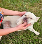 Female french bulldog