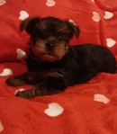 Yorkie Puppies, CKC registered Valentine's sweethearts