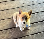 Pembroke corgi pups