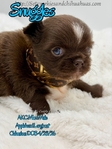 Stunning Tiny AKC Longcoat Applehead Male Chihuahuas