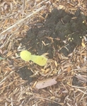Mulch and compost