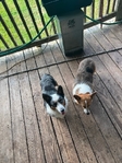 free corgie