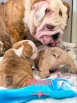 Lilac Tri Blue-eyed Merle English Bulldog