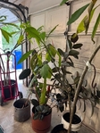 ESTATE SALE