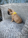 FRENCH BULLDOG PUPPIES