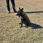 AKC Working Belgian Malinois Pups