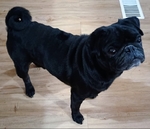 6 year old male black pug not fixed