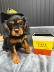 AKC Cavalier King Charles Spaniel Puppies