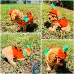 Toy poodle pups!