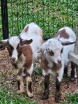 Baby nigerian goats