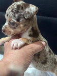 Beautiful Merle Chihuahua Puppies