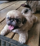 Pekingese Puppies