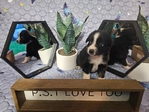 Mini aussies / miniature australian shepherds
