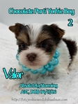 AKC Micro Male Chocolate Parti & Chocolate & Tan Yorkies