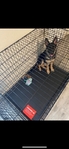 6 month old Female German Shepherd