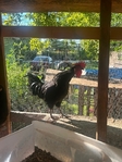 Roosters for sale