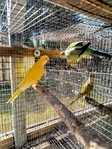 QUAKERS FOR SALE!  SEVERAL   
     MUTATIONS/COLORS